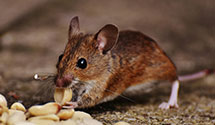 24 Hour & Emergency Exterminators in Medill, MO